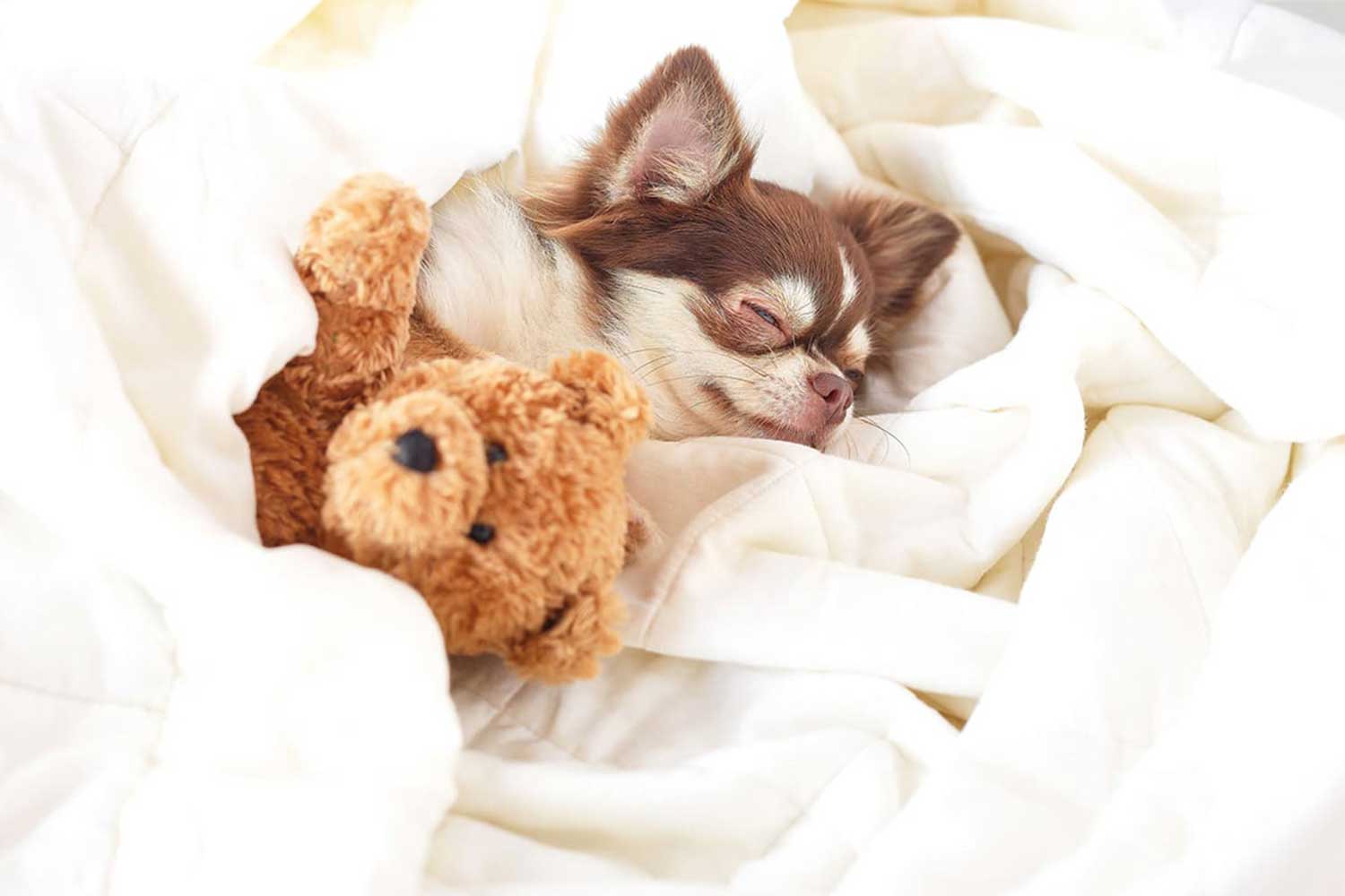 愛犬と一緒に眠れる宿