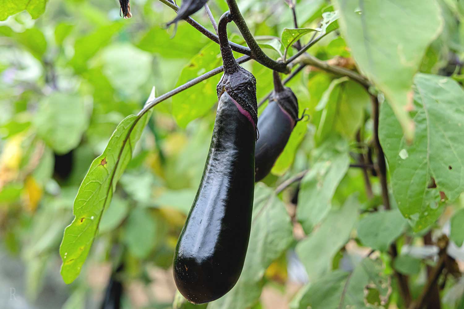 『Memoria Collina IZU80 - メモリアコリーナ伊豆80』敷地内で育てられた野菜