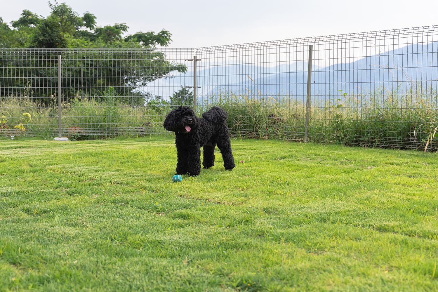 わんちゃんアメニティ・備品
