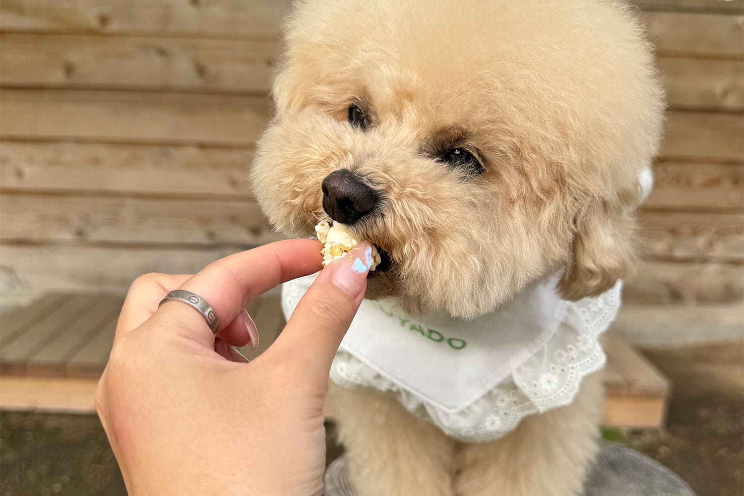 わんちゃんおやつバー