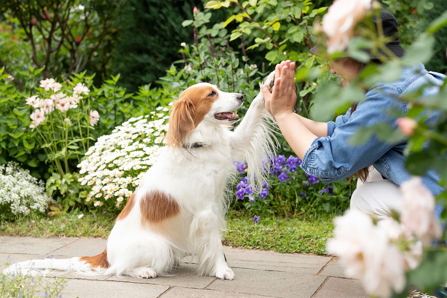 小型犬から大型犬まで、愛犬とともに過ごすひととき