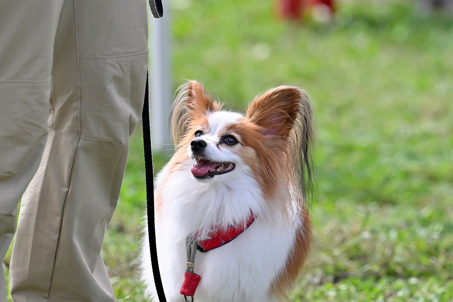 大切な家族だから、愛犬の宿泊料無料
