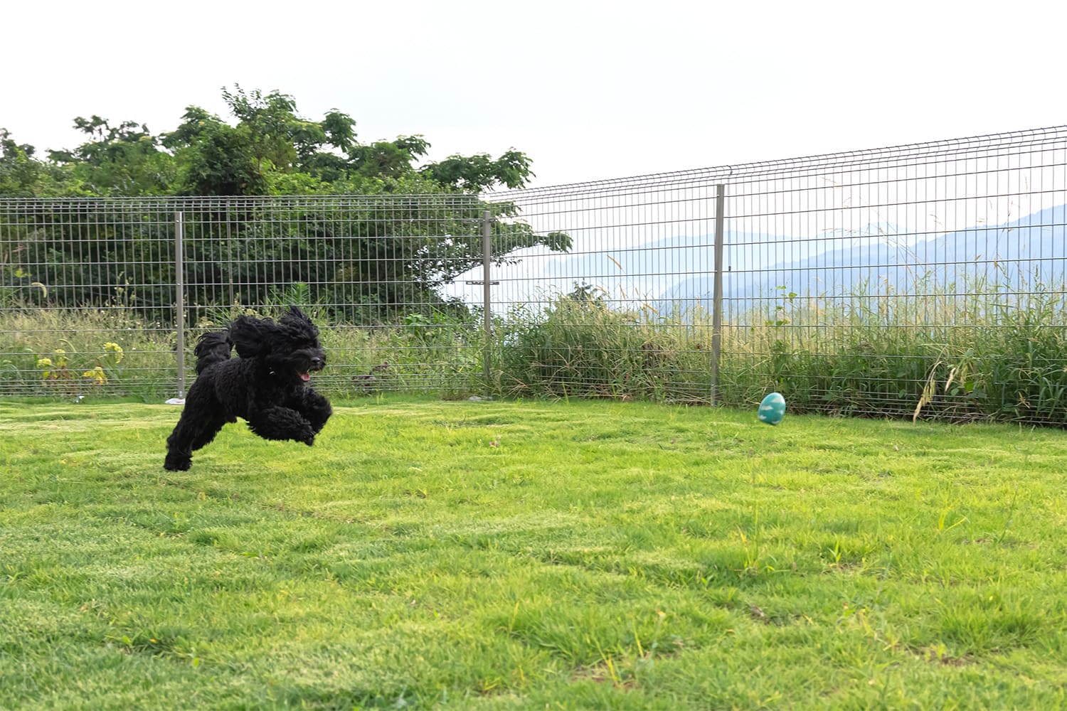 愛犬も一緒に特別な時間を